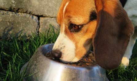 pies beagle jedzacy karme