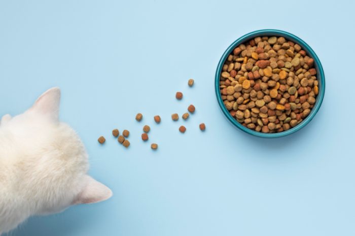 Gdzie kupić dobrą karmę dla kota w Siedlcach?