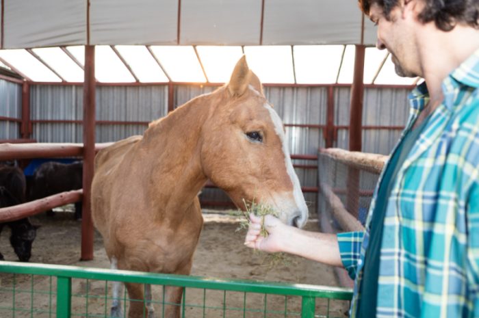 Żywienie koni – jak powinno wyglądać?