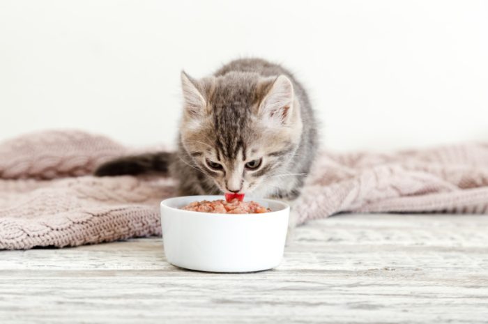 Kiedy wskazana jest karma bezzbożowa dla kota?
