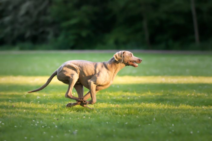 Wyścigi psów – czy można je obstawiać?