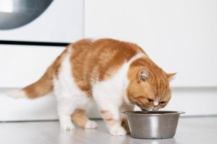 Karma dla kota – na co zwracać uwagę wybierając pożywienie dla swojego pupila?