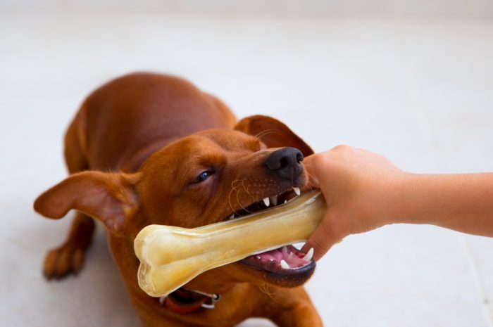 Czy pies może jeść kości? Tak, ale…