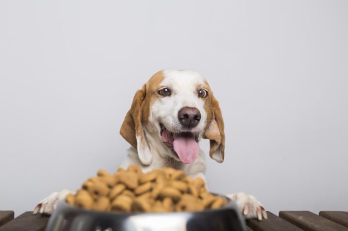 Zdrowa dieta psa – jak wybrać dobrą karmę dla psa?