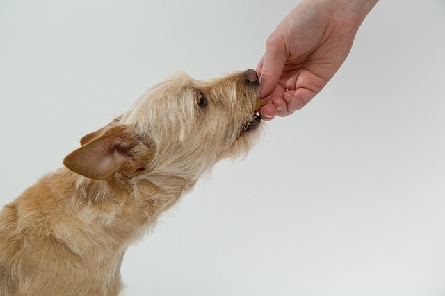 Czy pies może jeść herbatniki? Szkodliwość dla psa