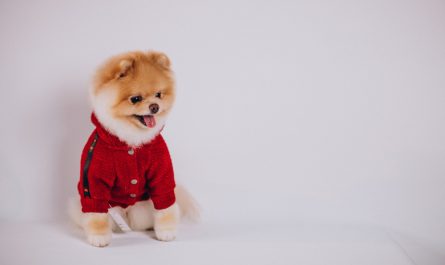 maly pies w swetrze