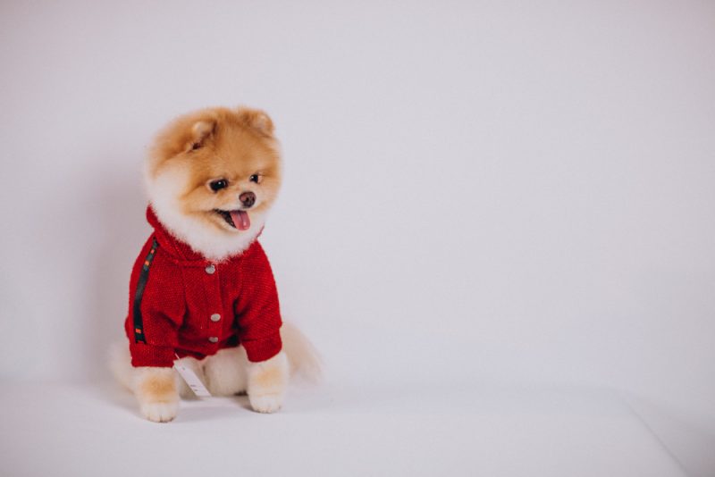 maly pies w swetrze