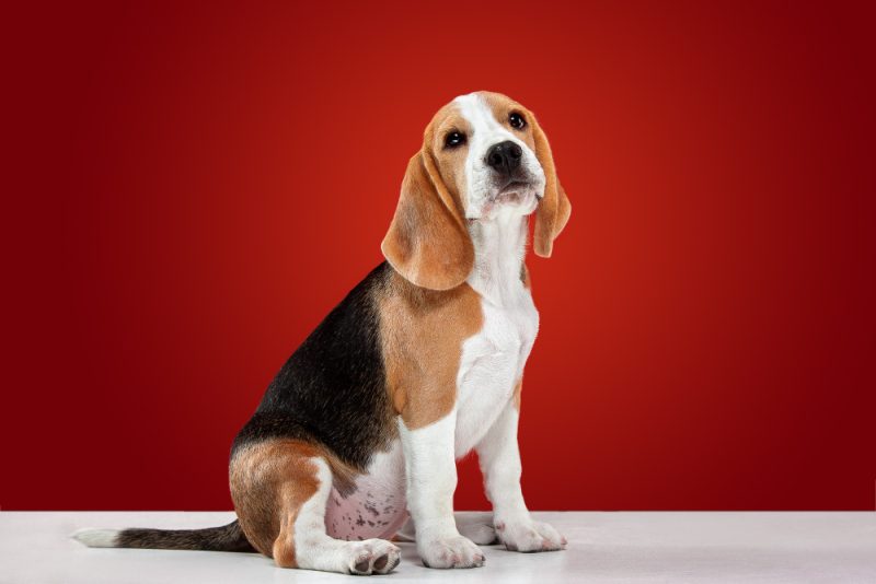 beagle-tricolor-puppy-is-posing-cute-white-braun-black-doggy-pet-is-playing-red-background-looks-attented-playful-studio-photoshot-concept-motion-movement-action-negative-space