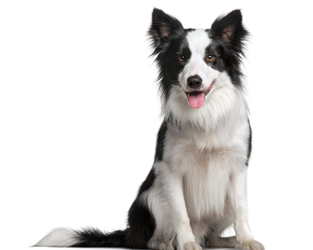 border-collie-isolated-white