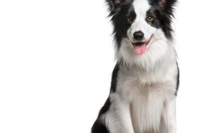 border-collie-isolated-white
