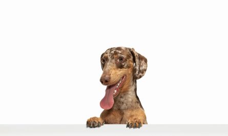 cute-puppy-dachshund-dog-posing-isolated-white-background