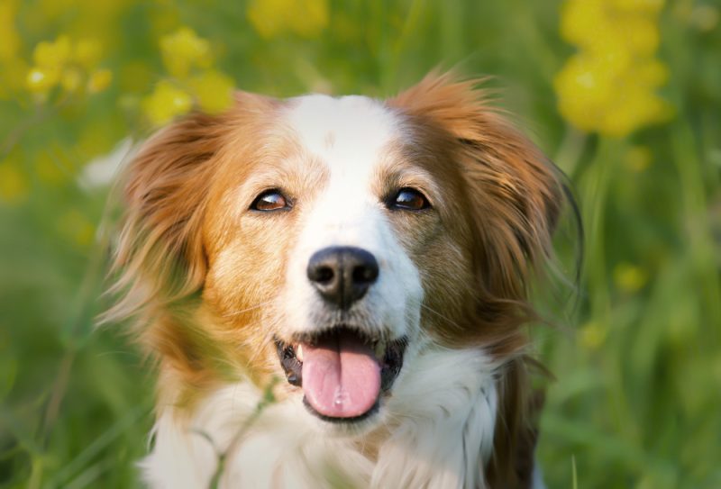 selective-focus-shot-adorable-kooikerhondje-dog (1)