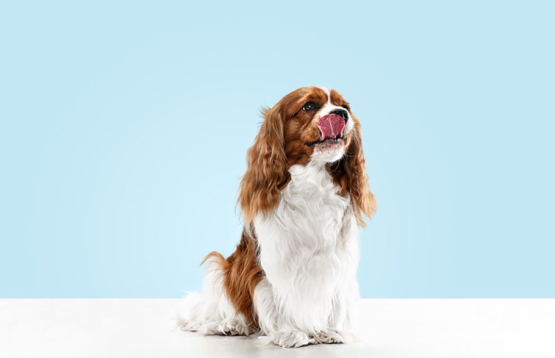 spaniel-puppy-playing-studio-cute-doggy-pet-is-sitting-isolated-blue-background-cavalier-king-charles-negative-space-insert-your-text-image-concept-movement-animal-rights