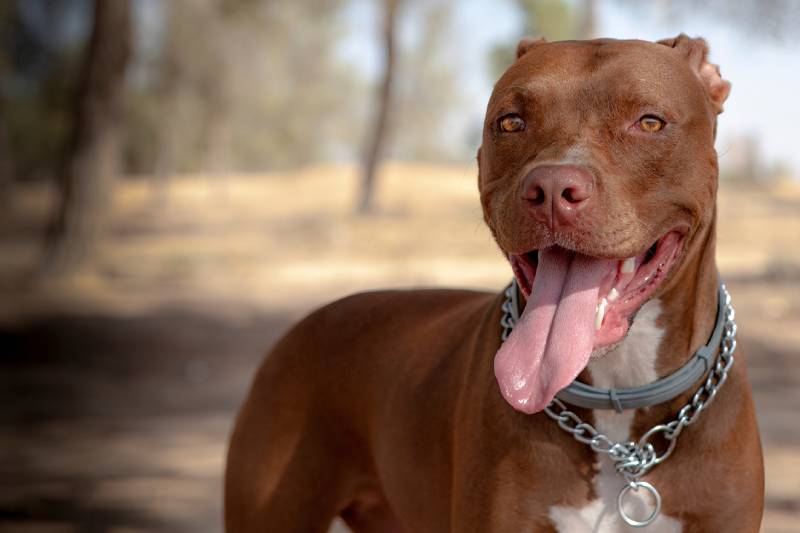 Pitbull Red Nose