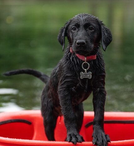 Ile powinien ważyć labrador? Poradnik dla właścicieli