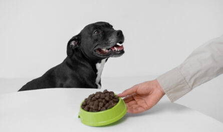 dog1