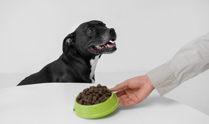 dog1