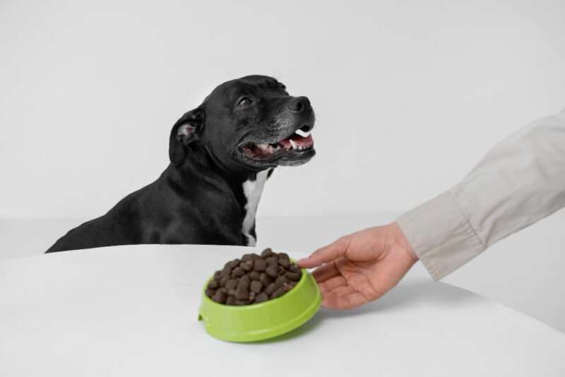 dog1