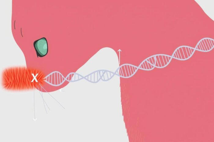 Rude koty: charakter, rasy, choroby. Wszystko o rudzielcach