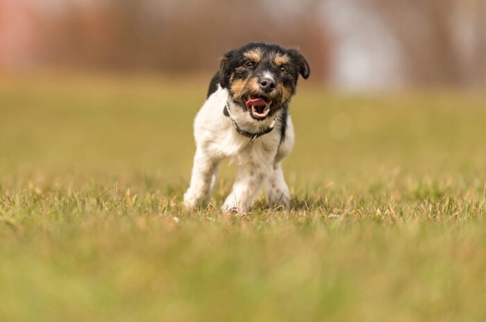 Petsitter – kto to jest, czym się zajmuje i jak wybrać najlepszego opiekuna dla swojego pupila